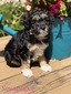 Newspaper (Mini F1B Aussiedoodle)