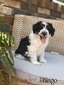 Bingo (Mini F1B Aussiedoodle)