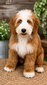 Whiskey (Ultra Bernedoodle with ALX4 Blue eye gene )
