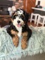 Navy (Mini Aussie Mountain Doodle )