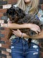 Sunny (Mini F1B Aussiedoodle)
