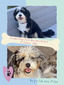 Magnolia (Ultra Mini Bernedoodle 64% Bernease)