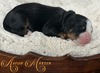 Aston Martin (Ultra Bernedoodle )