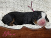 Porche (Ultra Bernedoodle )