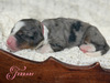 Ferrari (Ultra Bernedoodle )