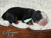 Maserati (Ultra Bernedoodle )
