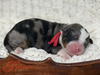 Bugatti (Ultra Bernedoodle )
