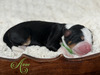 Audi (Ultra Bernedoodle )