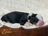 Tesla (Ultra Bernedoodle )
