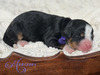 Mercedes (Ultra Bernedoodle )