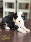 Tesla (Ultra Bernedoodle )