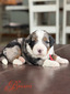 Bugatti (Ultra Bernedoodle )