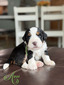 Audi (Ultra Bernedoodle )
