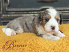Bentley (Ultra Bernedoodle )