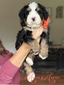 Aston Martin (Ultra Bernedoodle )