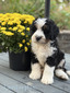 Lamborghini (Ultra Bernedoodle - ready to go October 15th )