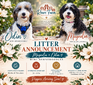 Magnolia (Ultra Mini Bernedoodle 64% Bernease)