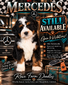 Mercedes (Ultra Bernedoodle -ready to go October 15th )
