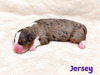 Jersey (Mini Bernedoodle )