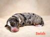 Swish (Mini Bernedoode )