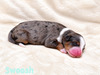 Swoosh (Mini Bernedoodle )