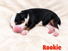 Rookie (Mini Bernedoodle )