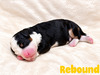 Rebound (Mini Bernedoodle )