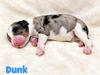 Dunk (Mini Bernedoodle )