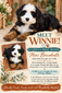 Winnie (Mini Bernedoodle )