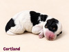 Cortland (Mini Bernedoodle )