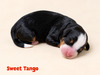 Sweet Tango (Mini Bernedoodle )