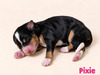 Pixie (Mini Bernedoodle )