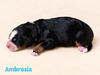 Ambrosia (Mini Bernedoodle )