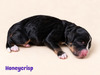 Honeycrisp (Mini Bernedoodle )