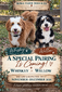 Willow (Ultra Mini Bernedoodle (67% Bernease)