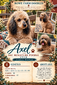 Axel (AKC Mini Poodle)