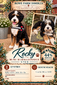 Rocky-multigenerational mini Bernedoodle