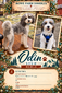 Oden (F1B Mini Bernedoodle)