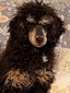 Gatsby (AKC Mini Poodle)