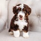 Hazelnut (F1 Mini Aussiedoodle)