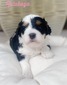 Rutabaga-(girl) (F1B Micro mini Bernedoodle )