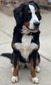 Daphne (Bernese Mountain Dog )