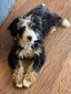 Willow (Ultra Mini Bernedoodle (67% Bernease)