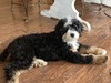 Magnolia (Ultra Mini Bernedoodle (64% Bernease))