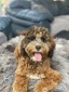 Martini (F1B Mini Bernedoodle )