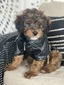 Gouda (F1B mini Bernedoodle 25-40lbs )