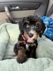 Sundae (Mini Bernedoodle )